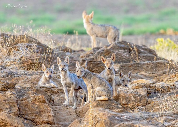 توله‌‌گرگ‌های خاکستری و مادردر طبیعت ایران