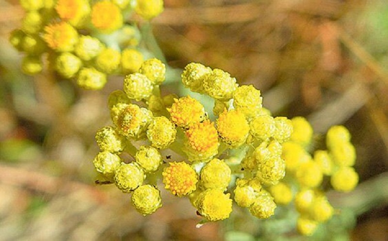  دمنوشی برای تسکین انواع بیماری‌ها