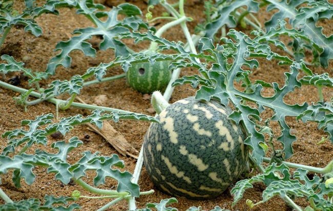  حنظل چیست؟ + خواص آن در طب سنتی و عوارض مصرف