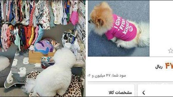 تیشرت ۴ میلیون و ۷۰۰ هزار تومانی یک سگ اشرافی در ایران! + عکس