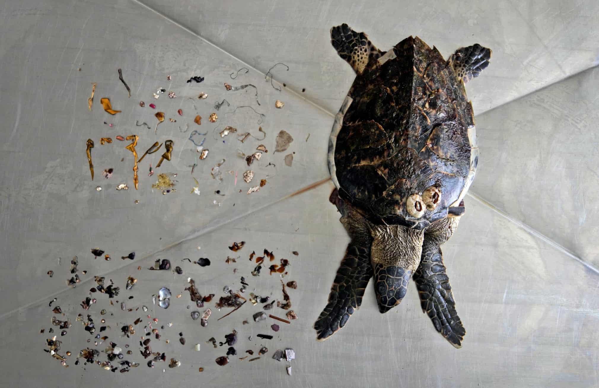 ضایعات پلاستیکی خارج شده از بدن لاکپشت + عکس - تلگرام آپ
