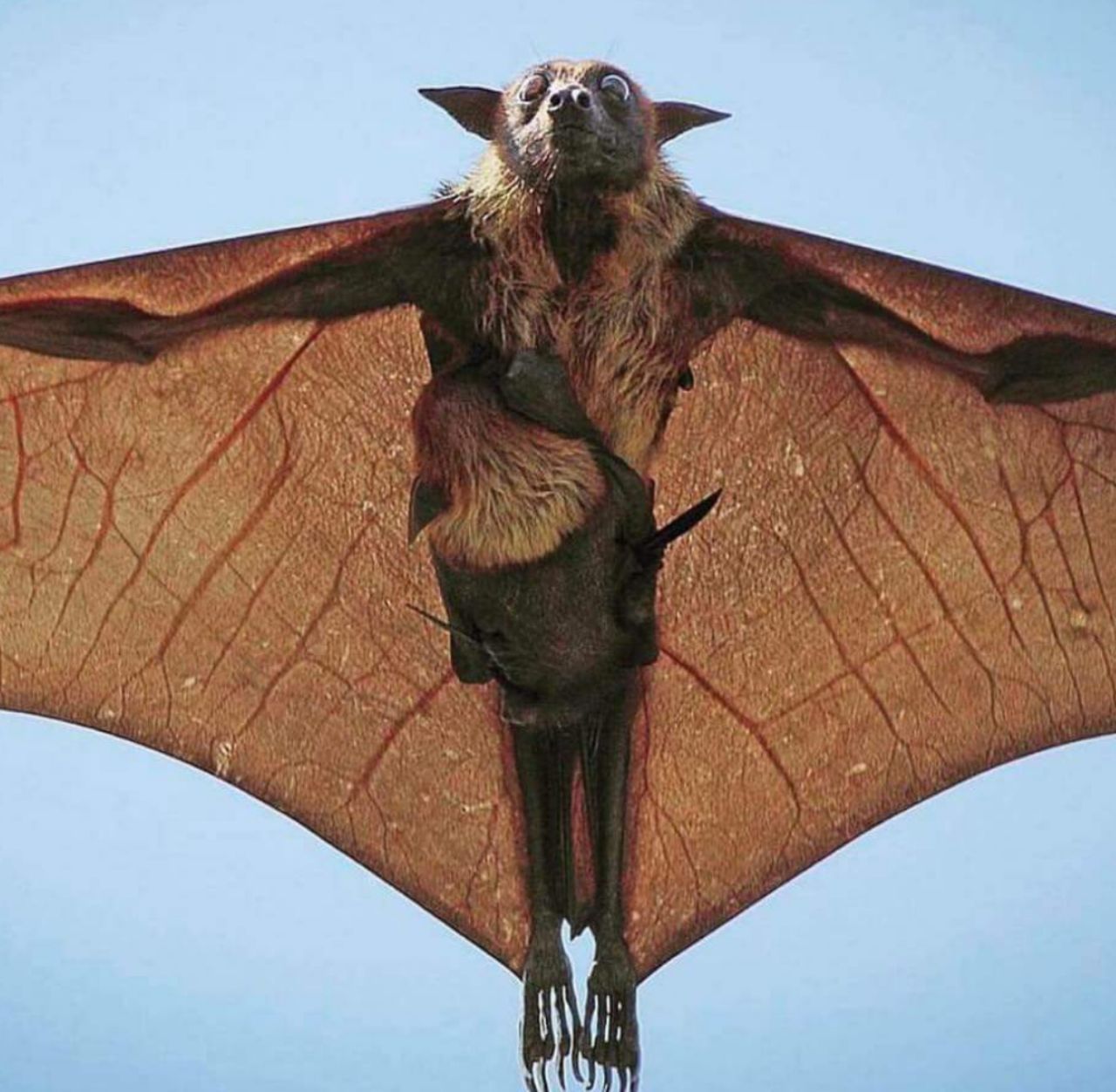 تصویر نادر از یک خفاش غول آسا در حال پرواز همراه با بچه‌اش + عکس - تلگرام آپ
