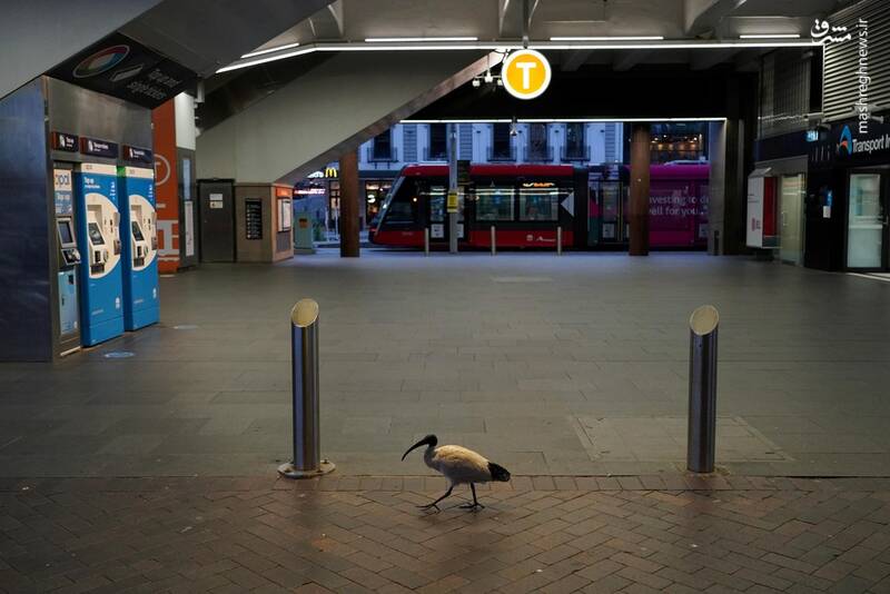 قدم زدن یک پرنده در ایستگاه مترو + عکس - تلگرام آپ