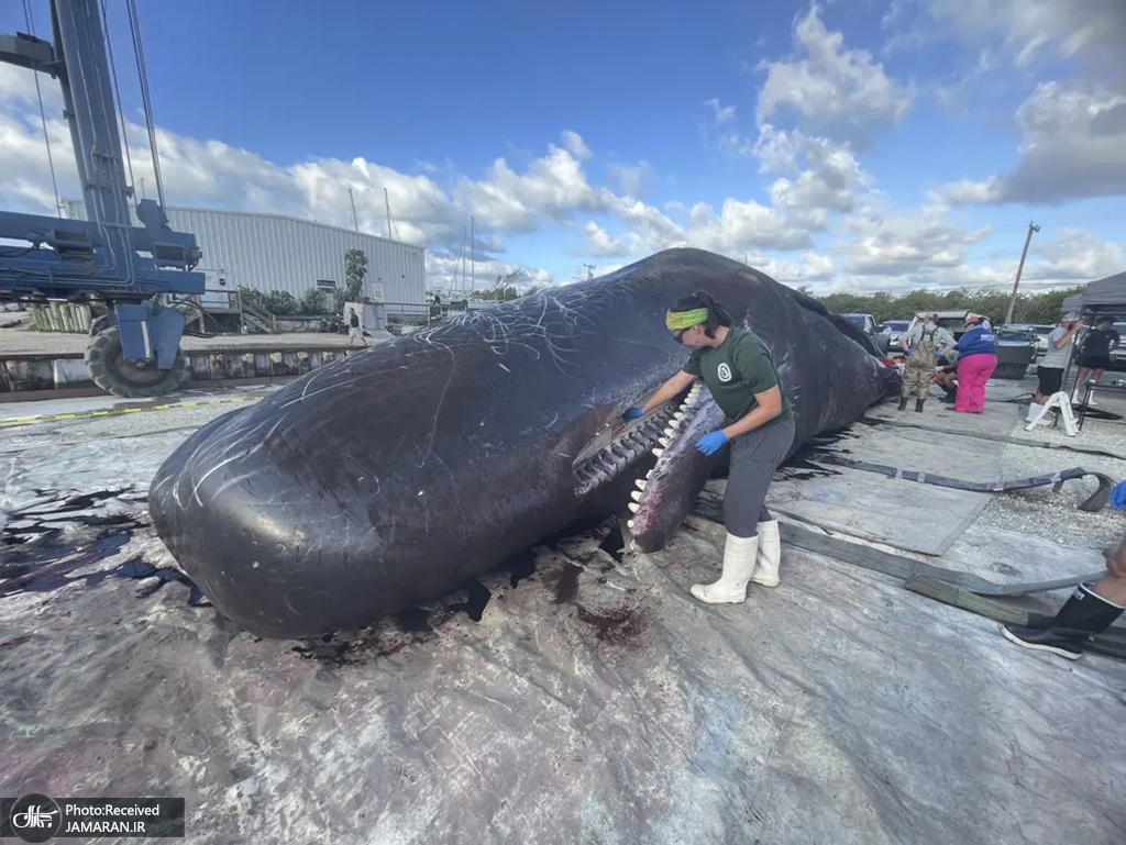 مرگ نهنگ غول پیکر در فلوریدا + عکس - تلگرام آپ