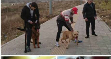 سگ های هار یک آقازاده در لواسان! + عکس