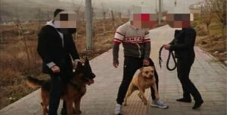 توییت یامین پور راجع به سگ های لواسان + عکس