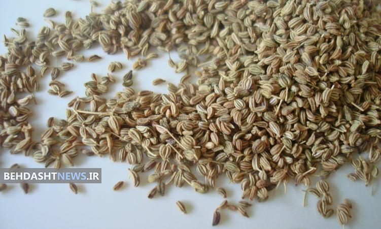 خواص زنیان (نانخواه) در طب سنتی