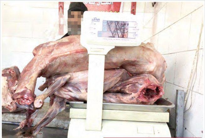 کشف گوشت سگ در یک قصابی در مشهد + عکس