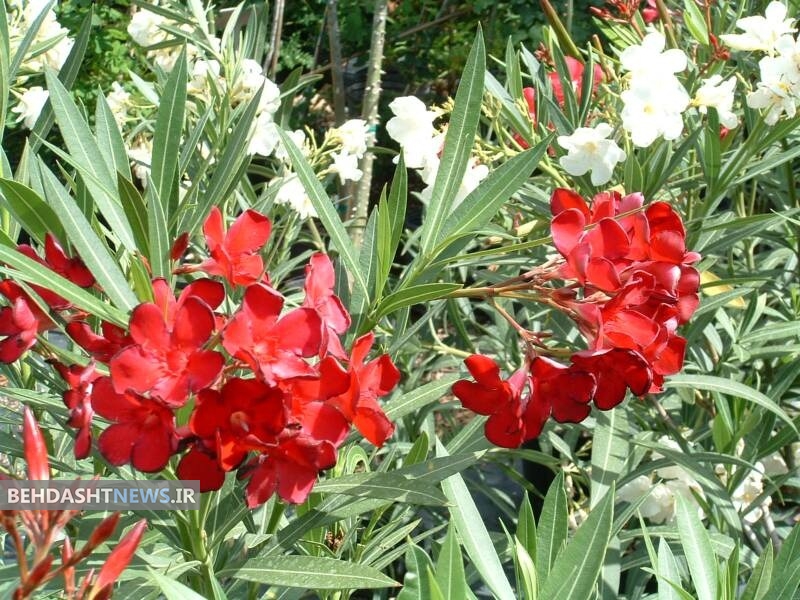 گُل‌ زیبایی که باعث ایست قلبی می‌شود 