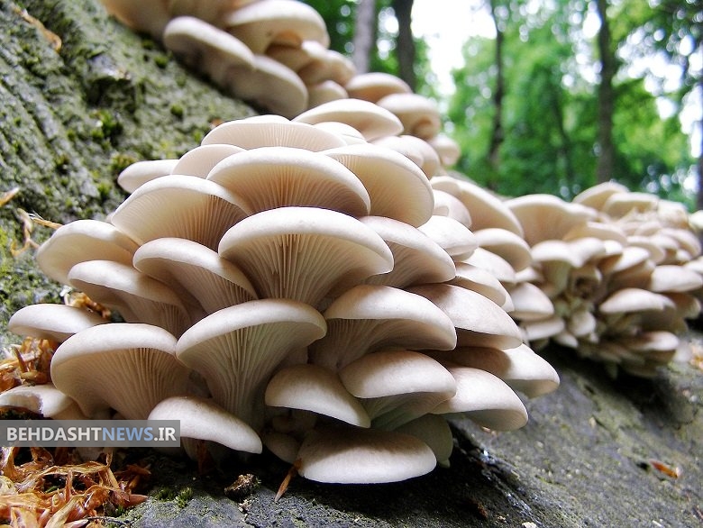 با قارچ آلزایمر را فراموش کنید