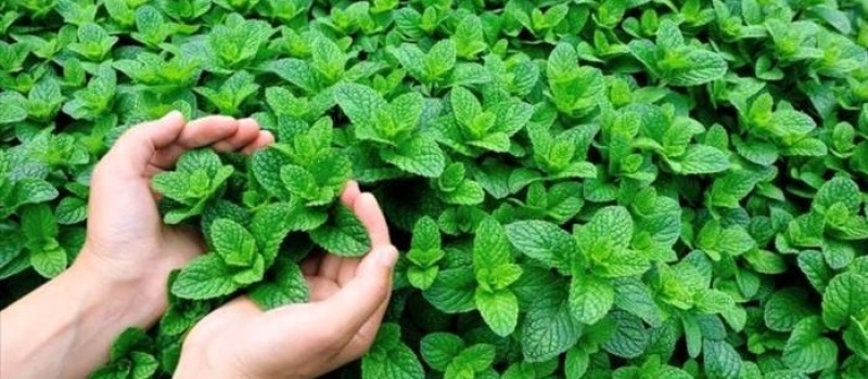  نعنا و تاثیرهایی که فکرش را هم نمی‌کنید
