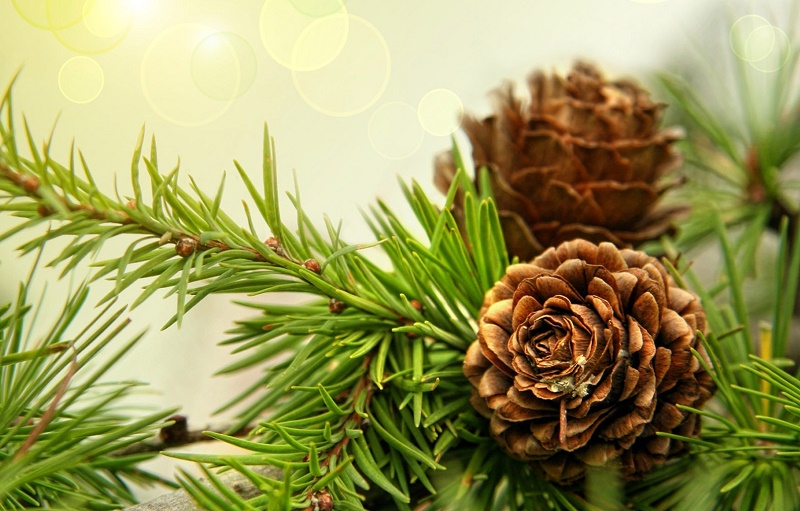 خواص جالب میوه کاج برای سلامتی