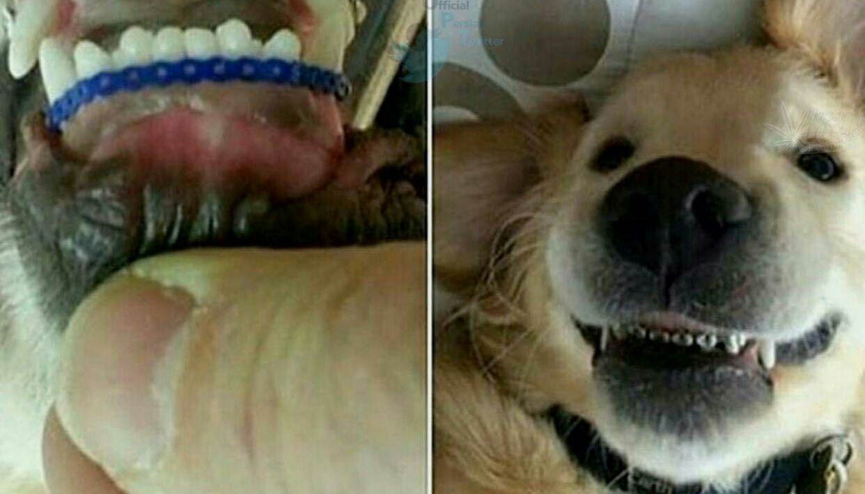 نذری پخش کردن امام جمعه تهران + عکس