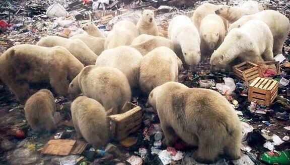 هجوم خرس‌های قطبی در روسیه و اعلام وضعیت اضطراری+عکس