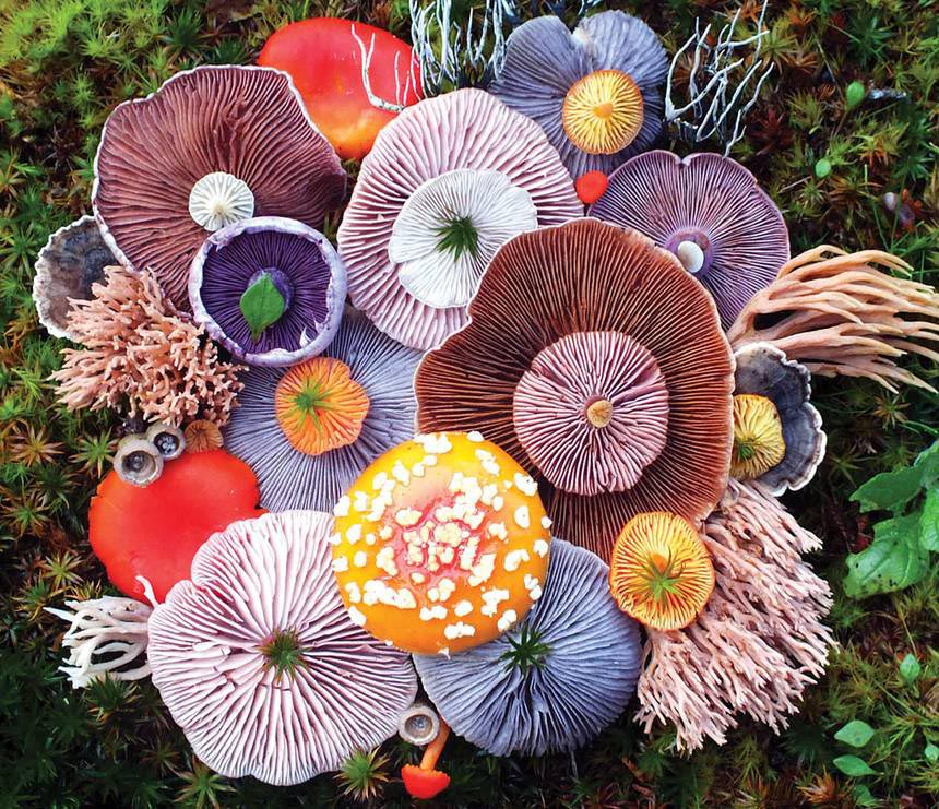 کاشت قارچ ها شبیه به دسته گل های رنگارنگ! + عکس