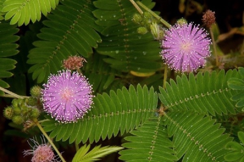  گیاهی که می‌آموزد و به یاد می‌آورد