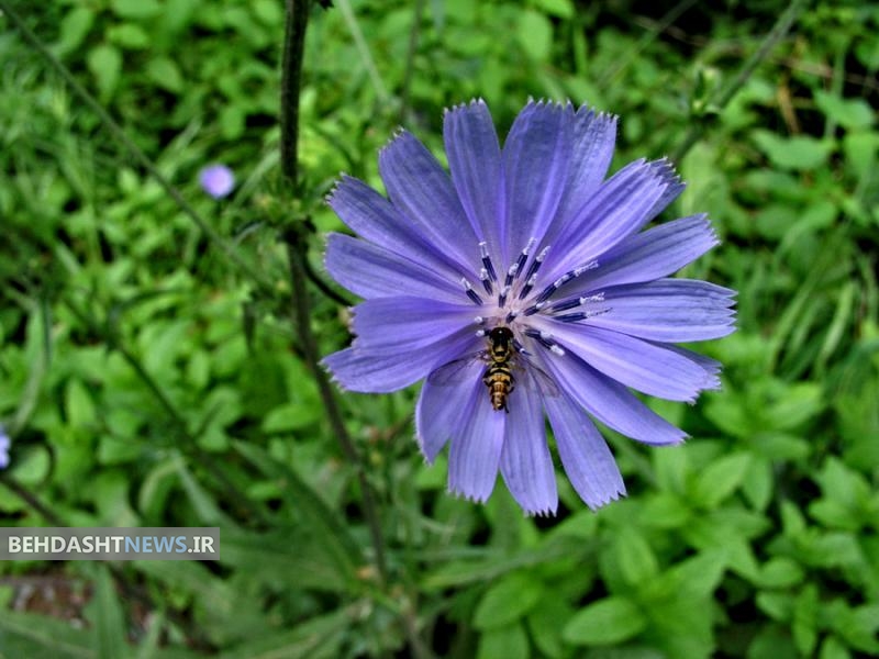 کاسنی و خواص فراوان