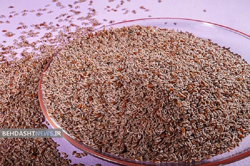 گیاه اسفرزه  وخواص فوق العاده برای درمان بیماریها 