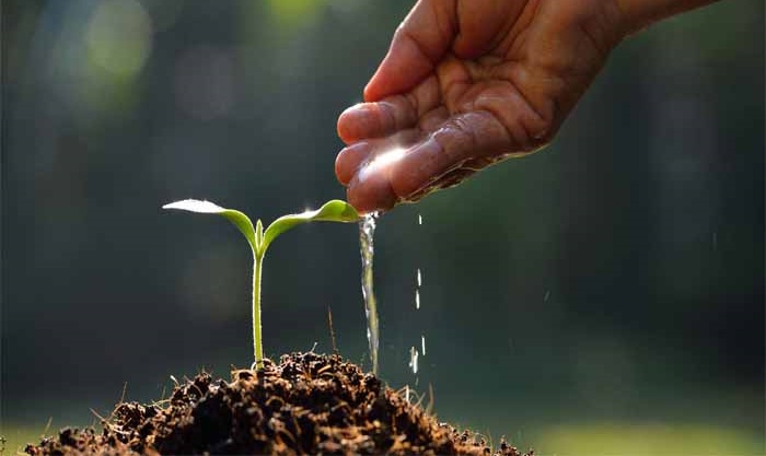 دفع سنگ کیسه صفرا با مصرف یک جوانه 