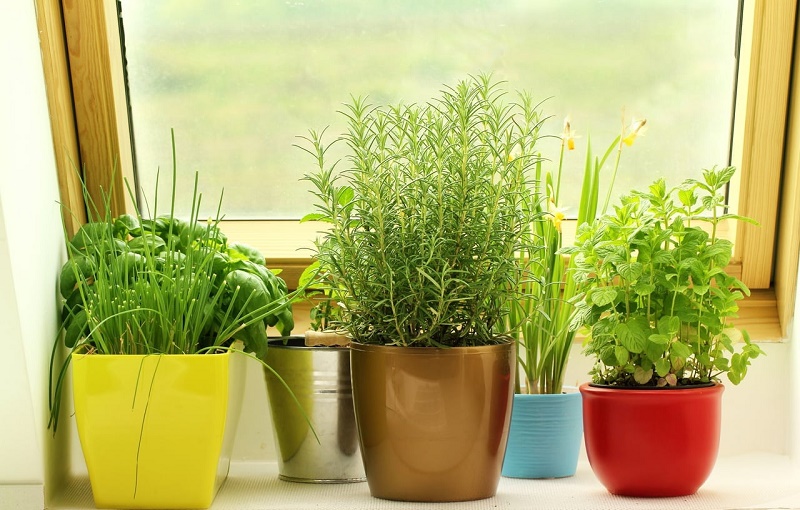 چگونه گیاهان پژمرده را دوباره شاداب کنیم ؟