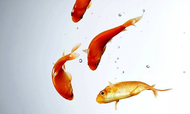  ۷ نکته محیط زیستی درباره ماهی‌ قرمز چینی