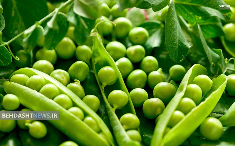نخودفرنگی ،گیاهی برای لاغری