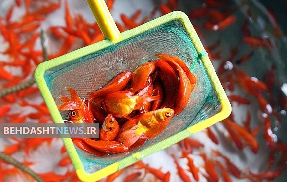 روش نگهداری ماهی قرمز خانگی 
