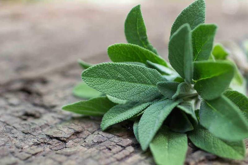  لاغری با ۳ دمنوش خانگی موثر