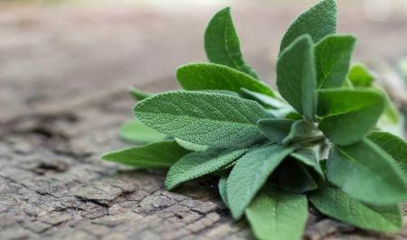  لاغری با ۳ دمنوش خانگی موثر