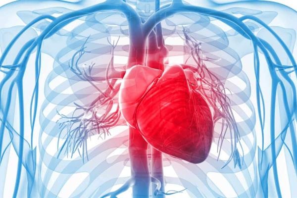 چقدر با بیماری بزرگی قلب آشنایی دارید؟/ نشانه‌ها و روش‌های درمان 