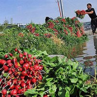 آبیاری مزارع جنوب تهران با فاضلاب