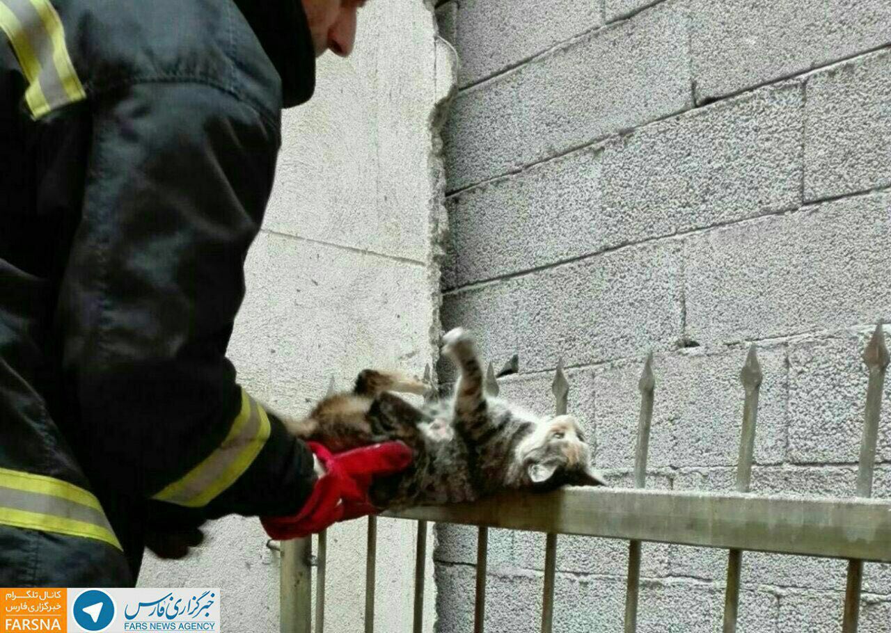 سقوط دلخراش یک گربه روی نرده ها و نجات جانش توسط آتشنشانان تبریز +عکس
