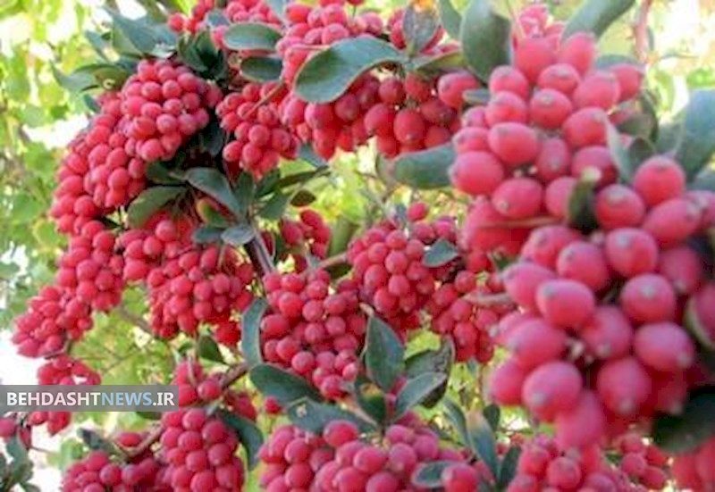 اگر عفونت سینوسی دارید زرشک کوهی مصرف کنید