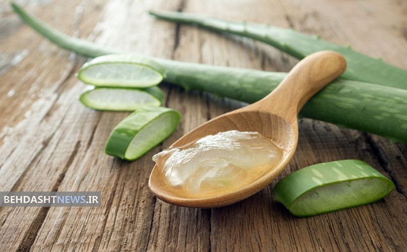 مزایا و مضرات گیاه آلوئه ورا