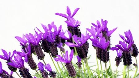  قابل توجه استرسی‌ها؛ بوییدن این گیاه حالتان را خوب می‌کند