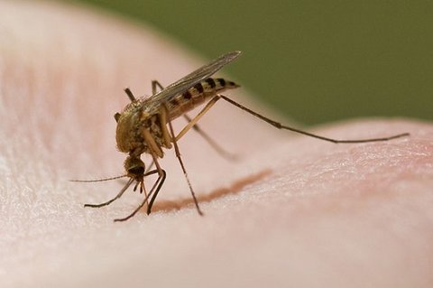 علت افزایش پشه‌ها
