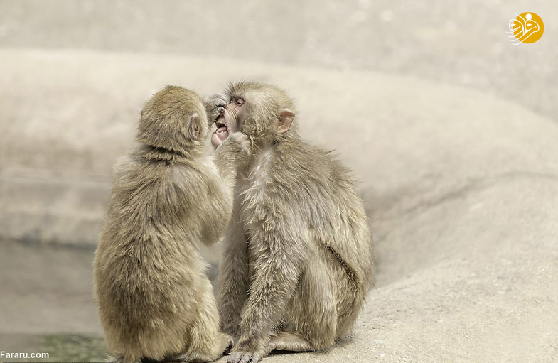 وقتی میمون ماکاک دندانپزشک می‌شود! + تصاویر