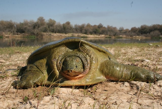 ۴۰ درصد لاک‌پشت‌های دنیا در آستانه انقراض 