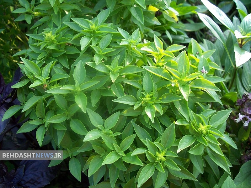 برای ترک سیگار از برگ ریحان استفاده کنید