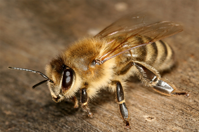 راهکار‌های پیشگیری از گزیدگی با نیش زنبور +روش‌های درمان خانگی