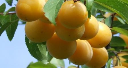  خواص مهم آلو برای سلامتی 