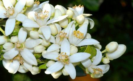  یک جایگزین خوب برای قرص های خواب