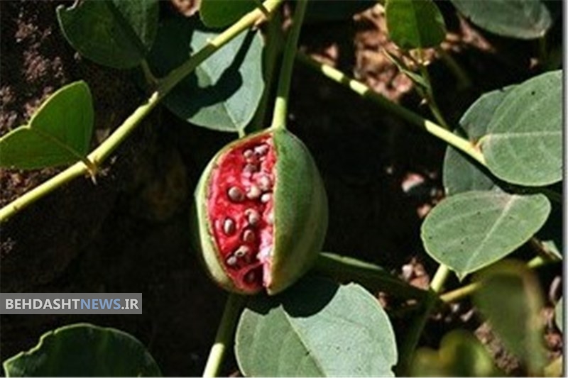 کبر