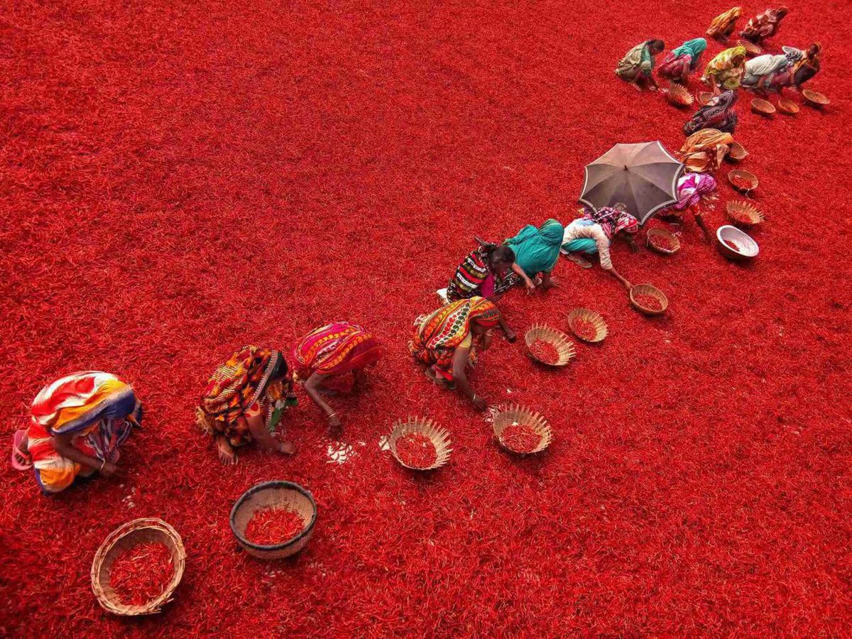 مزرعه کاشت فلفل قرمز در بنگلادش + عکس