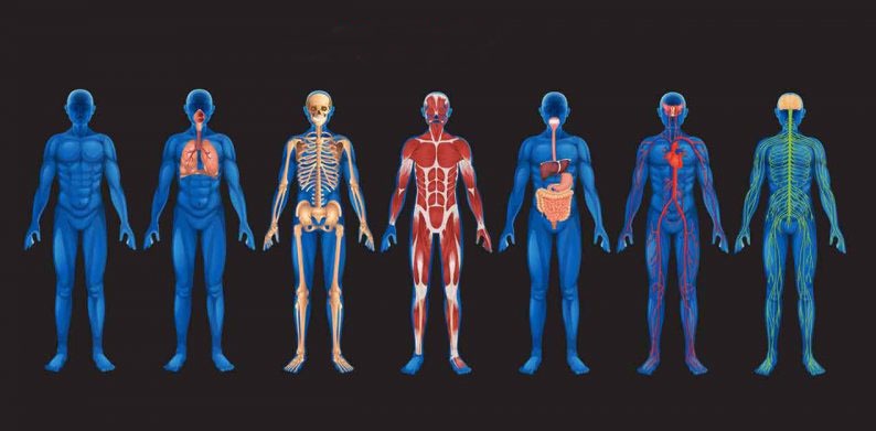  احشاء بدن توسط چه پوششی نگه داری می‌شود؟