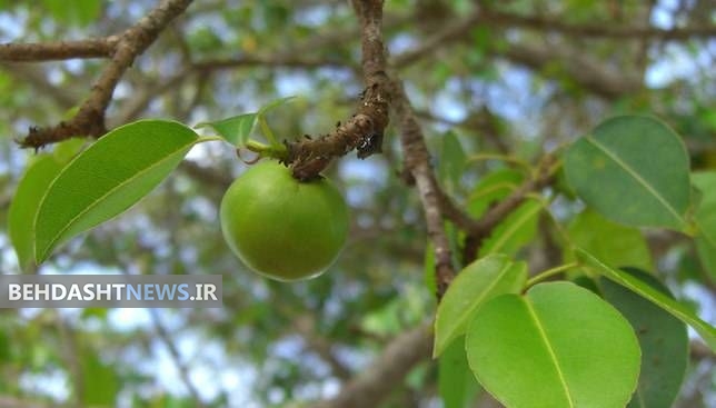 با «سیبچه مرگ»، خطرناک ترین درخت سمی جهان آشنا شوید