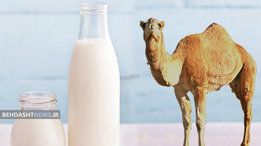 شیر شتر؛ سرشار از ویتامین‌ها و املاح