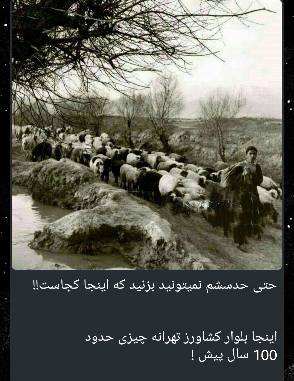 چرای گوسفندان در بلواز کشاورز تهران! + عکس