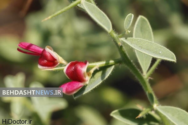 برای دفع صدای شکم ترنجبین را با آب زیره بخورید