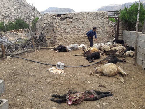 گرگ‌ها مهمان ناخواسته دو روستای داراب +عکس